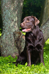 Image showing young chocolate labrador retriever sitting in a park