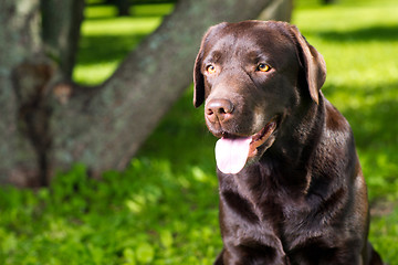 Image showing young chocolate labrador retriever sitting in a park