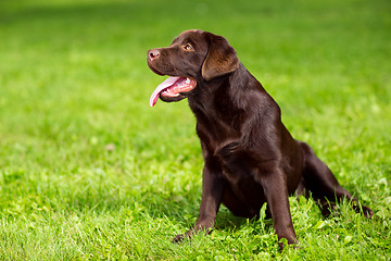 Image showing young chocolate labrador retriever sitting on green grass