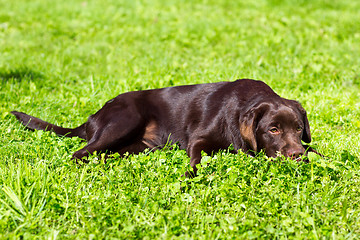 Image showing young chocolate labrador retriever lying on green grass