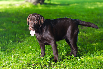 Image showing young chocolate labrador retriever standing on green grass