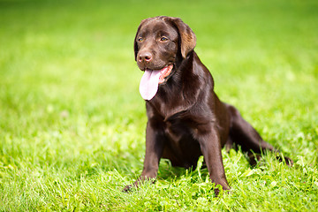 Image showing young chocolate labrador retriever sitting on green grass