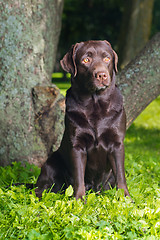 Image showing young chocolate labrador retriever sitting in a park