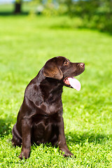 Image showing young chocolate labrador retriever sitting on green grass