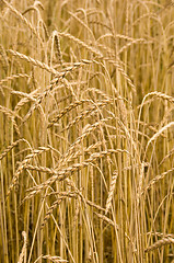 Image showing Spelt ears