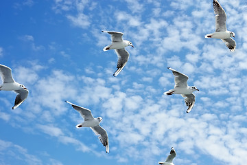 Image showing Seagulls group in flight