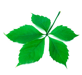 Image showing Green virginia creeper leaf on white background
