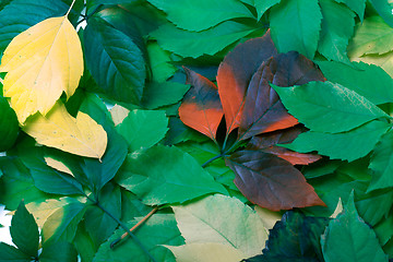 Image showing Background of multicolor leaves