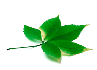 Image showing Green virginia creeper leaves on white background