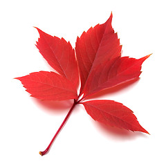 Image showing Red autumn leaf on white background