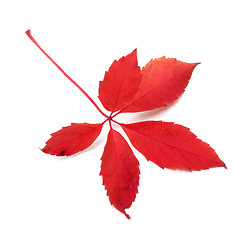 Image showing Red autumn virginia creeper leaf