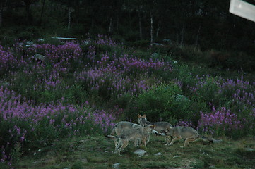 Image showing Playing wolfes