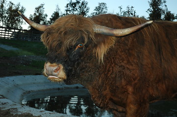 Image showing Do not come near the muskbull