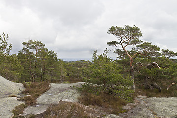 Image showing rural forest in norway