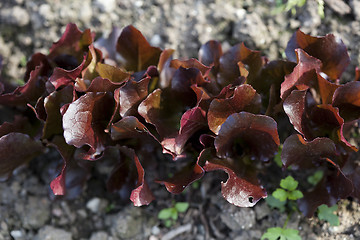 Image showing Salad growing