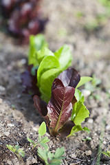 Image showing Salad growing