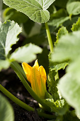 Image showing Zucchini flower