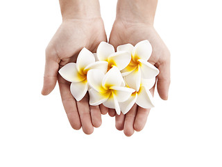 Image showing Plumerias flowers