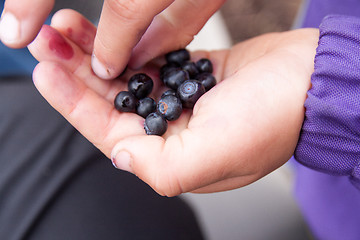 Image showing Blueberries in my hand