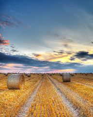 Image showing Sunset over the field