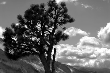 Image showing Black and white image of lone pine against a mountain background