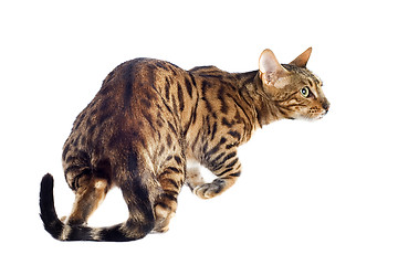 Image showing bengal cat