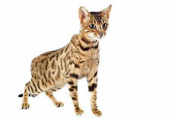 Image showing bengal cat