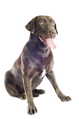 Image showing labrador retriever