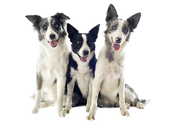 Image showing border collies