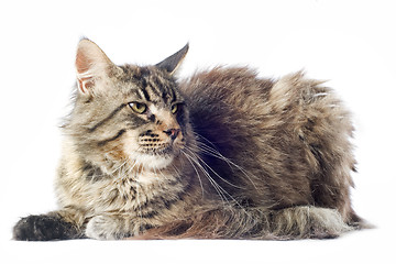 Image showing maine coon cat