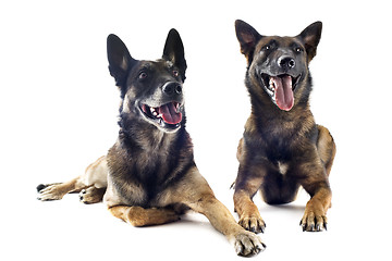 Image showing malinois