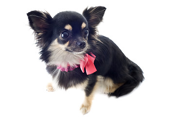 Image showing puppy chihuahua