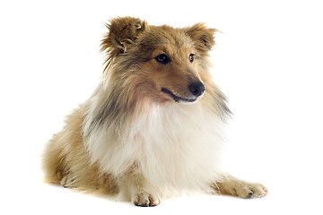 Image showing shetland dog