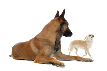 Image showing chihuahua and malinois