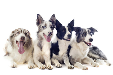 Image showing border collies