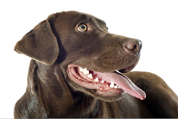 Image showing labrador retriever