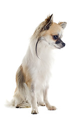 Image showing  chihuahua