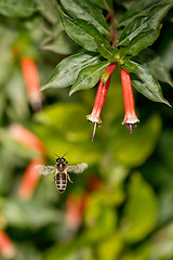 Image showing A bee in the air