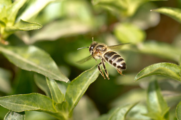Image showing A bee in the air