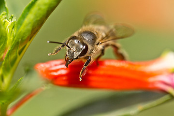 Image showing A bee about to take off