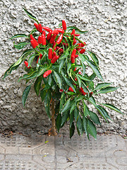 Image showing Red Pepper Bush