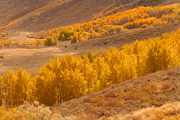 Image showing A valley filled with golden aspen trees