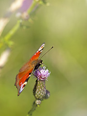 Image showing European peacock butterfly