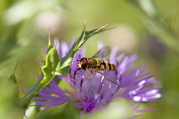 Image showing Hoverfly on knapweed