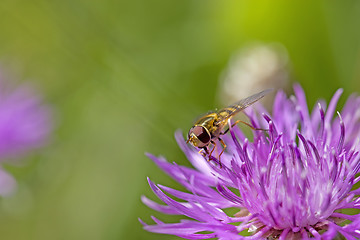 Image showing Hoverfly on knapweed