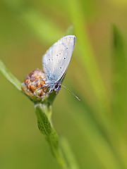 Image showing Common blue butterfly