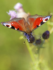 Image showing European peacock butterfly