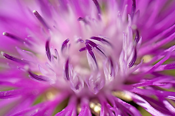 Image showing Brown ray knapweed