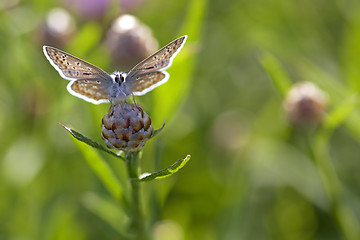 Image showing Common blue butterfly