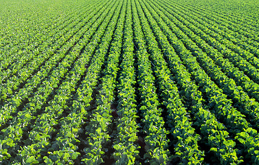 Image showing The green agricultural fields before the harvest